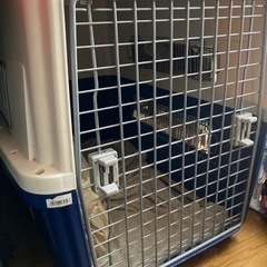 【終了】大型犬用ケージ