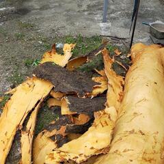 桜の皮　樹皮　無料