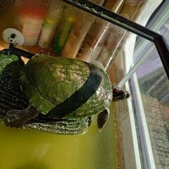 ミドリガメ