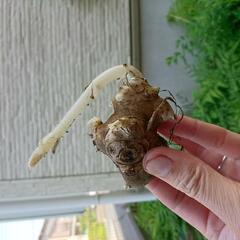 ヤーコンの種芋