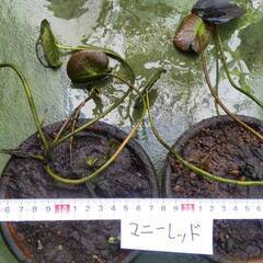 保付：温帯睡蓮：マニーレッド　5号浅駄温鉢：越冬後の植替前の画像