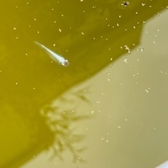 【受付再開🌟】幹之、オロチ、メダカの飼育🌟簡単に誰でも飼育が始められます♪の画像
