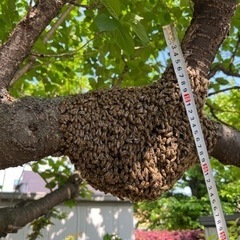 日本蜜蜂　分蜂群