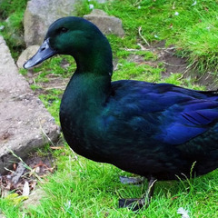 激レア・極美　カユーガアヒル　ひよこの画像