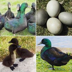 激レア・極美　カユーガアヒル　ひよこ - ペット