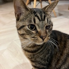 イケメンきじとらタラオ君