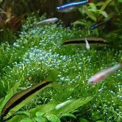 熱帯魚好きな方！ − 兵庫県