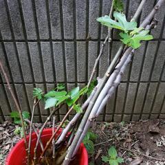 イチジク挿し木苗の画像