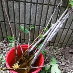 イチジク挿し木苗