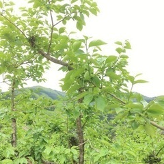 農作業 柿摘蕾作業 和歌山県 橋本市5月末まで