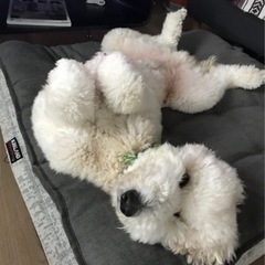 スタンダードプードルの里親探してます - 塩尻市