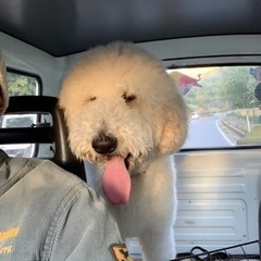 スタンダードプードルの里親探してます - 犬