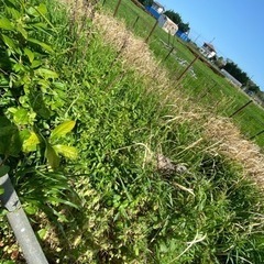 草刈り&処分　見積もりよろしくお願い申し上げます。