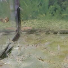 釣りエサなどに！