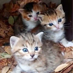 里親募集🐈 ※一時停止中！！