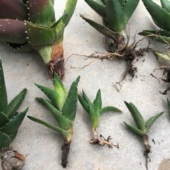 不夜城　アロエ　植物の画像
