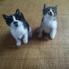 2匹の里親募集