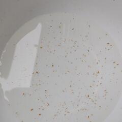 メダカの餌にタイリクミジンコをどうぞ！の画像