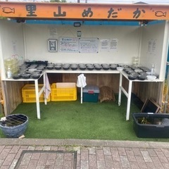 里山公園前　メダカ•タマミジンコ無人販売所　4/24出店