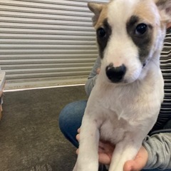 愛媛県大三島にて5匹のワンちゃんの里親を探してます🐶 - 犬