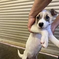 愛媛県大三島にて5匹のワンちゃんの里親を探してます🐶 − 愛媛県