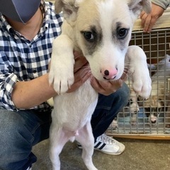 愛媛県大三島にて5匹のワンちゃんの里親を探してます🐶 - 今治市