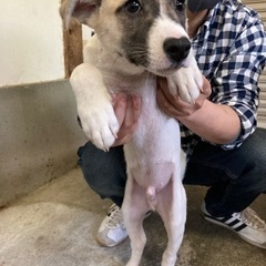 愛媛県大三島にて5匹のワンちゃんの里親を探してます🐶の画像