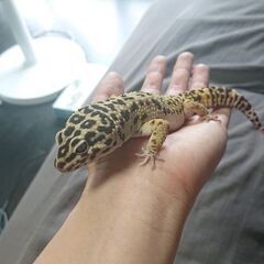 【三重】ヒョウモントカゲモドキ（レオパ）