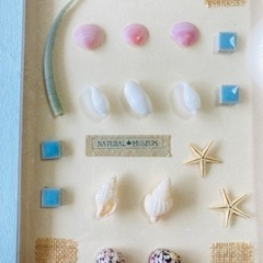 壁掛け　貝殻　インテリアの画像