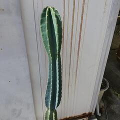 ②❮お値下げ❯🌵柱サボテンの画像