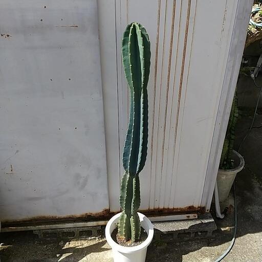②❮お値下げ❯柱サボテン