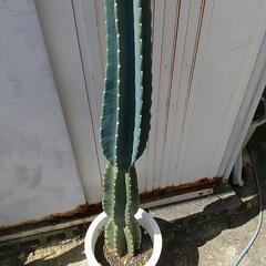 ②❮お値下げ❯🌵柱サボテンの画像