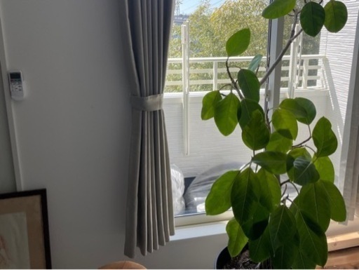 観葉植物　アルテシマ