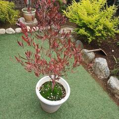 ドドナエア 庭木 観葉植物 紅葉 シンボルツリー ガーデニング