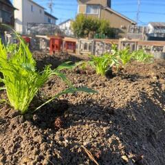 野菜育てて見ませんか?外国の方も日本の方も大歓迎!