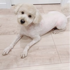 ミックス(トイとポメ)の甘えん坊男の子