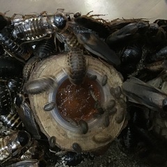 デュビア 爬虫類や観賞魚の餌用の画像