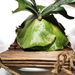 【観葉植物】ビカクシダ 'ネザーランド'（コウモリラン）市外配送"可"の画像