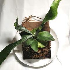 【観葉植物】ビカクシダ 'ネザーランド'（コウモリラン）市外配送"可"