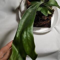 【観葉植物】ビカクシダ 'ネザーランド'（コウモリラン）市外配送"可"の画像
