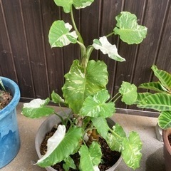 最終値下げ済み】クワズイモ 斑入り 大株