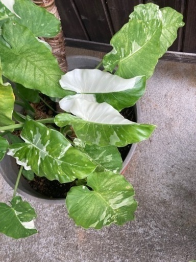 【最終値下げ済み】クワズイモ　斑入り　大株｜万能・日用品でも使える レビュー高評価 最短配送 ※最終値下げ済みクワズイモ　きれいな斑入りです。鉢ごとお譲