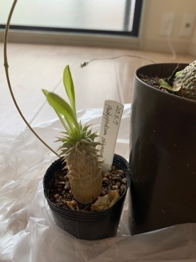 火星人、パキポ