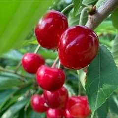 まもなく終了 【寒河江市】時給 1000円 さくらんぼ詰め作業👩🏻‍🌾🍒の画像
