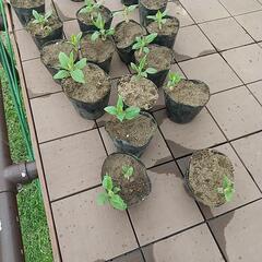 菊芋(食べるインシュリン)苗の画像
