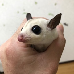 フクロモモンガ仲間募集中♪