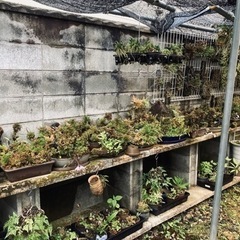 蘭　セッコクの画像