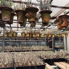 蘭　セッコクの画像