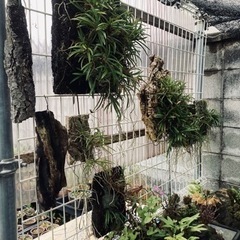 蘭　セッコクの画像