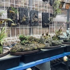 蘭　セッコクの画像